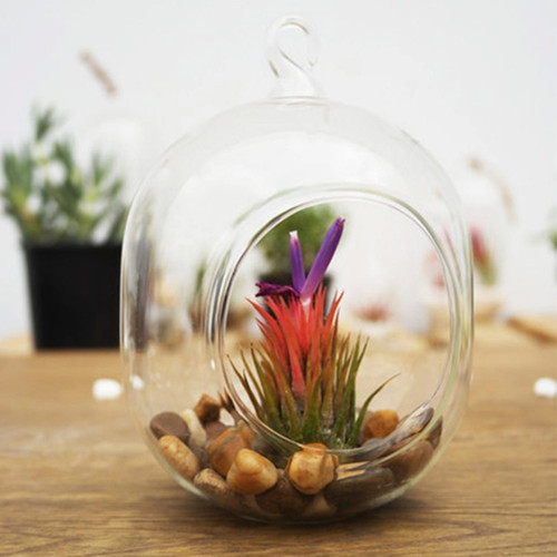 Hanging Pill Vase Glass Terrarium