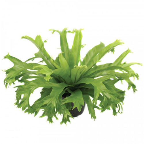 Bird's Nest Fern Crissie