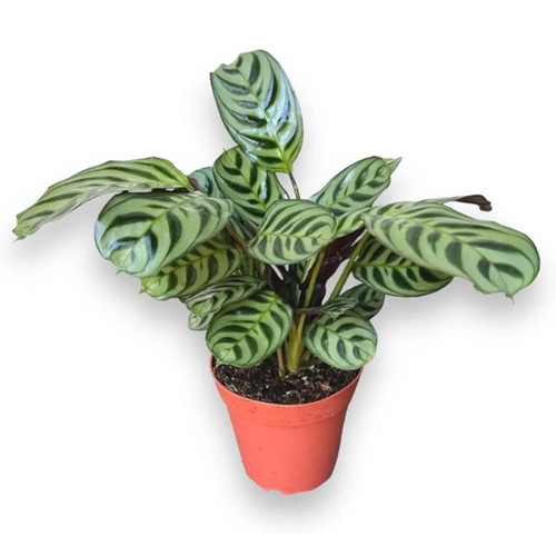 Calathea Burle Marxii