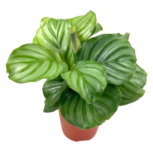 Calathea Orbifolia