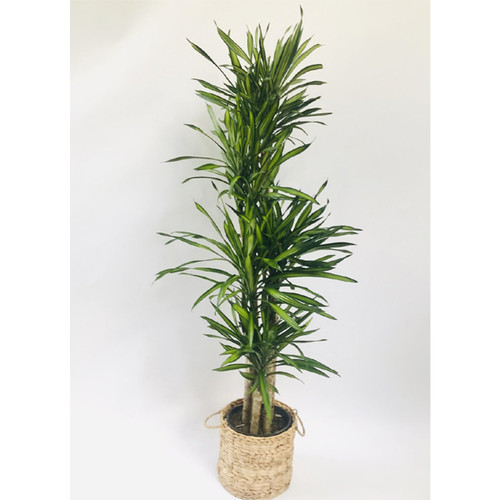 Dracaena Rikki