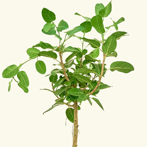 Ficus Audrey