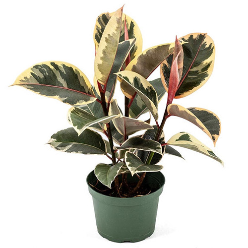 Ficus Decora Tineke