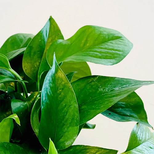 Jade Pothos