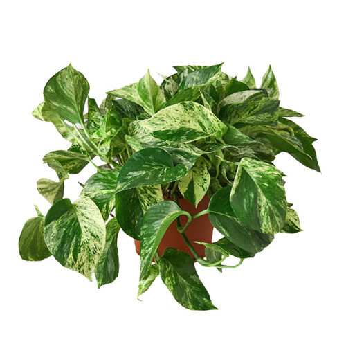 Marble Queen Pothos