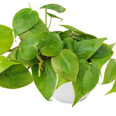 Philodendron Cordatum