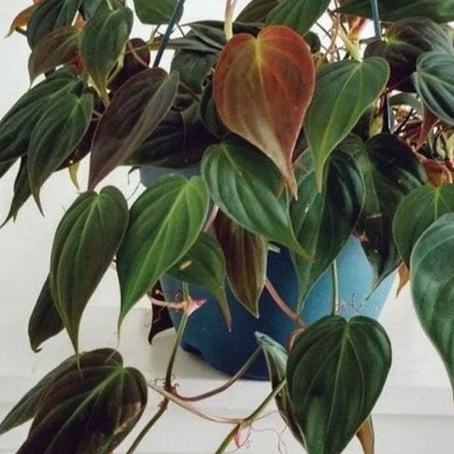 Philodendron Micans
