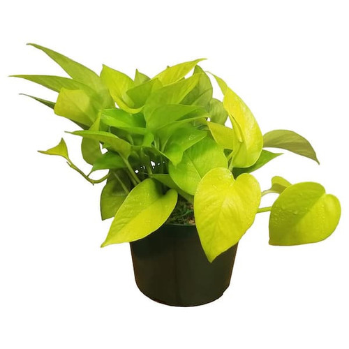 Pothos Neon