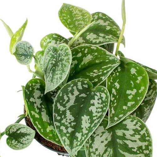 Satin Picta Pothos