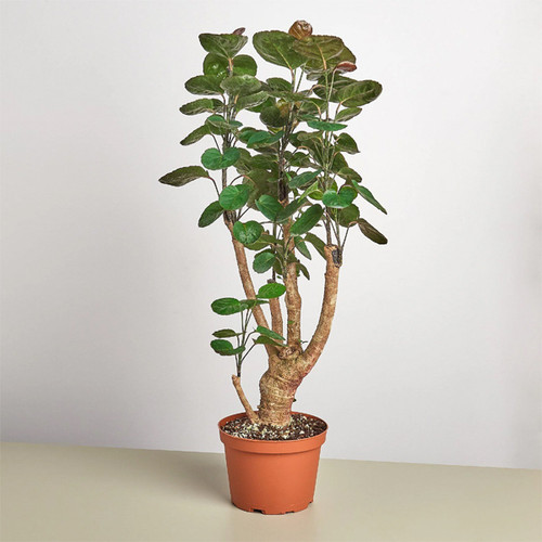 Aralia Fabian Stump, 6-Inch