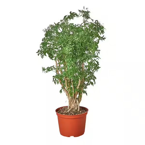 Aralia Ming Stump, 6-Inch