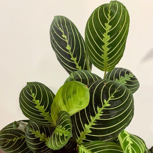 Maranta Lime