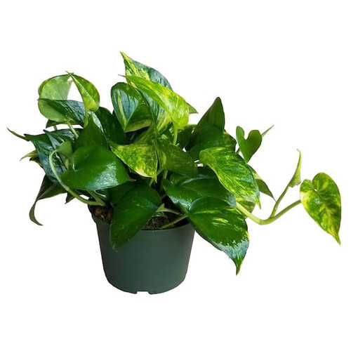 Golden Pothos