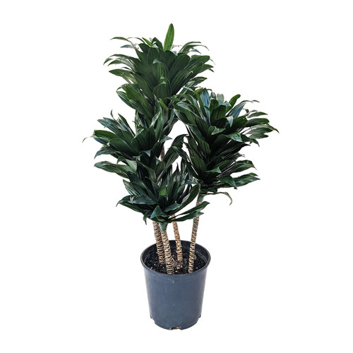 Dracaena Compacta