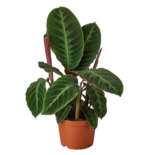 Calathea Warscewiczii, 6-Inch