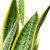 Sansevieria Laurentii, 10-Inch