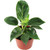 Philodendron Birkin, 6-Inch