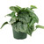 Satin Picta Pothos, 6-Inch