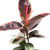 Ficus Decora Ruby, 6-Inch