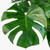 Monstera Deliciosa, 6-Inch