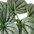Peperomia Frost, 6-Inch