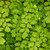 Maidenhair Fern, 6-Inch
