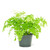 Maidenhair Fern, 6-Inch