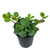 Peperomia Hope, 4-Inch