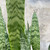 Sansevieria Zeylanica, 6-Inch
