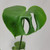 Monstera Deliciosa, 4-Inch