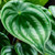 Peperomia Watermelon, 4-Inch