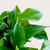 Jade Pothos, 4-Inch