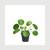 Pilea peperomioides, 4-Inch