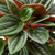 Peperomia Rosso, 4-Inch