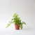 Maidenhair Fern, 4-Inch
