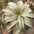 Xerographica Air Plant, Jumbo