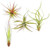 Air Plant Collection, Large