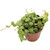 String of Turtles, 3-Inch