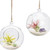Air Plant Terrarium Kit, Large