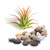 Air Plant Terrarium Kit, Small