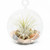 Air Plant Terrarium Kit, Small