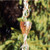 Crocus Rain Chain, Copper