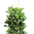 Fiddle Leaf Fig, 12-Inch Column