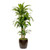 Dracaena Massangeana, 10-Inch