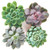 Succulent, 4-Inch