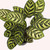 Calathea Makoyana, 6-Inch