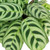 Calathea Burle Marxii