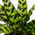 Calathea Lancifolia