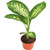 Dieffenbachia Tropic Snow