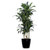 Dracaena Massangeana